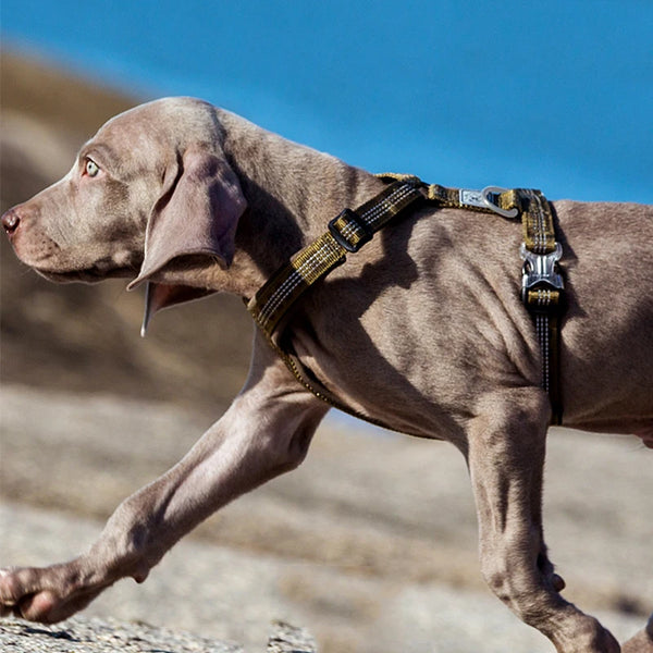 TRUELove Spor Köpek Göğüs Tasması – Ayarlanabilir, Reflektif, Nefes Alabilir Yumuşak Koşu & Yürüyüş