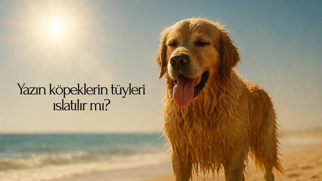 Yaz sıcağında deniz kenarında duran, tüyleri ıslak ve dili dışarıda hızlı nefes alan Golden Retriever; güneş çarpması riskini ve yazın köpek tüylerini ıslatmanın tehlikesini vurgulayan blog kapak görseli.