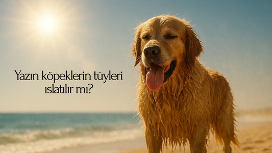 Yaz sıcağında deniz kenarında duran, tüyleri ıslak ve dili dışarıda hızlı nefes alan Golden Retriever; güneş çarpması riskini ve yazın köpek tüylerini ıslatmanın tehlikesini vurgulayan blog kapak görseli.