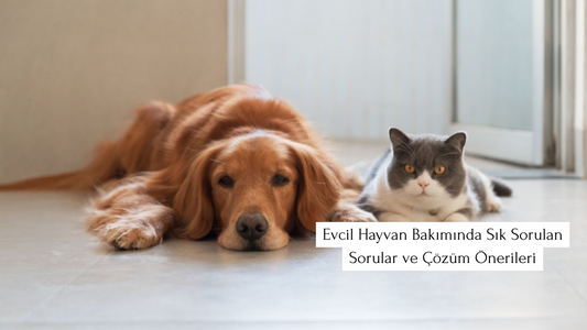 Yerde yan yana uzanmış Golden Retriever cinsi köpek ve gri-beyaz tüylere sahip kedi. Evcil hayvan bakımı, kedi ve köpek sağlığı hakkında sık sorulan sorular ve çözüm önerileri konseptinde doğal bir sahne.