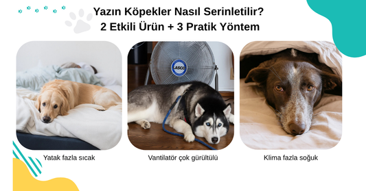 🐶 Yazın Köpekler Nasıl Serinletilir? 2 Etkili Ürün + 3 Pratik Yöntem