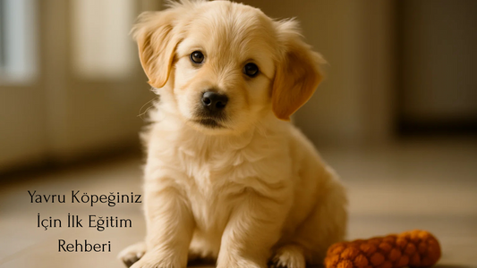 "Yumuşak ışık altında oturan sevimli yavru köpek, meraklı bakışlarıyla objektife bakıyor. Blog yazısı kapak görseli olarak kullanılan bu fotoğraf, yavru köpeklerin ilk eğitim adımlarını anlatan içeriğe sıcak ve samimi bir giriş sağlıyor."