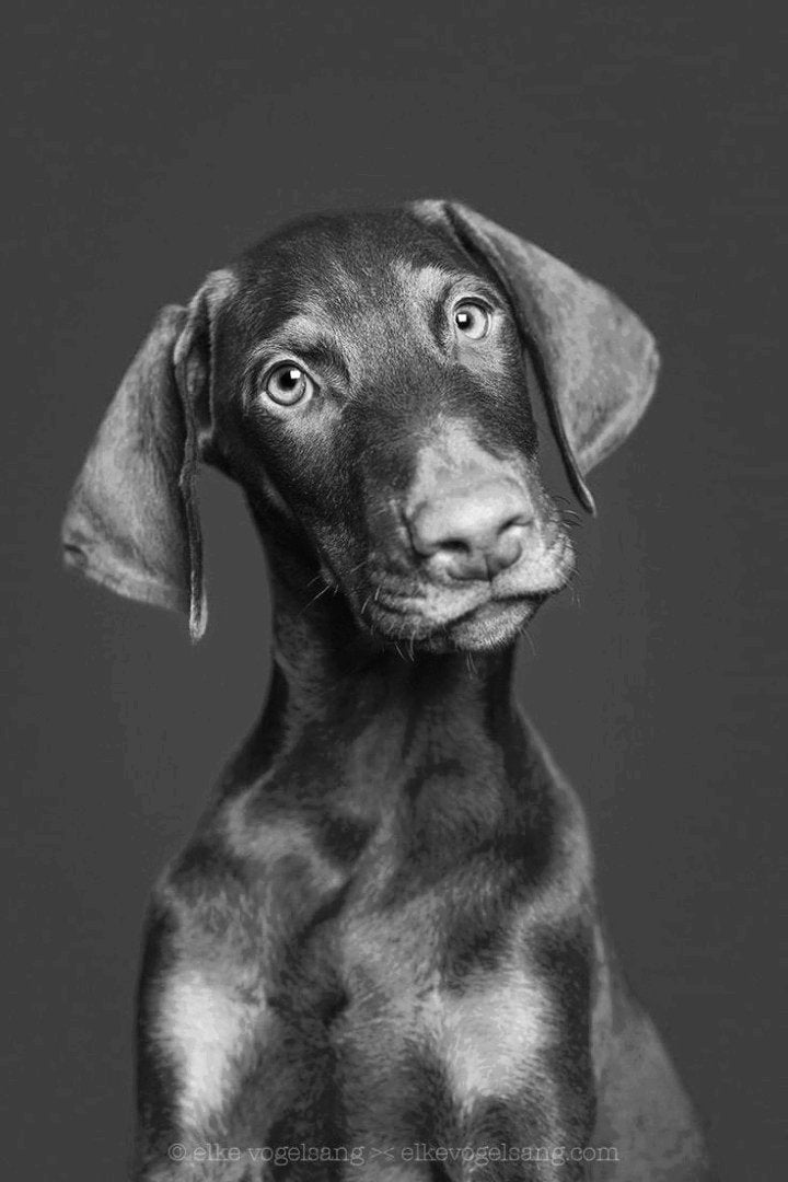 Köpek İhtiyaçları